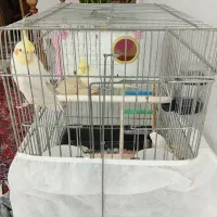عروس هلندی جفت مولد