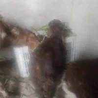 بزغاله نرعلف خور