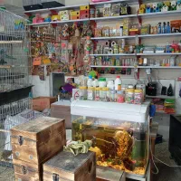 طوطی،کبوتر،غذاطوطی،قفس،دارو مکمل