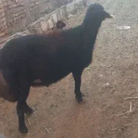 قوچ قره قزل