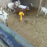 کهره ماده چاق|حیوانات مزرعه|بندرعباس, |دیوار