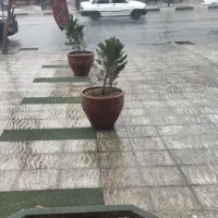 به دو نفر کارگر برای کبابی نیازمندیم