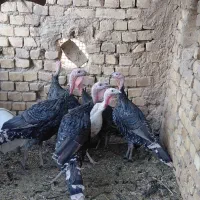 بوقلمون
