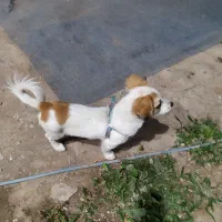 سگ نژاد اشپیتز|سگ|آستانه اشرفیه, |دیوار