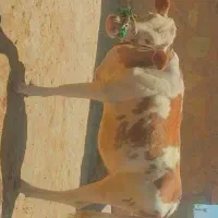 گوساله ماده نژاد دار