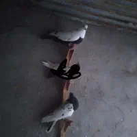 کبوتر فروشی|پرنده|بهبهان, |دیوار