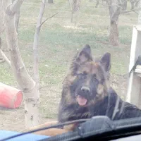 ژرمن شپرد ماده اصیل