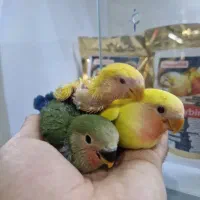جوجه طوطی کوتوله برزیلی سرلاکی شاداب و سالم سرحال