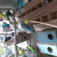 مرغ عشق ماده و فنج جفت یا تکی