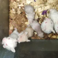 بچه همستر سفید و قهوه ای