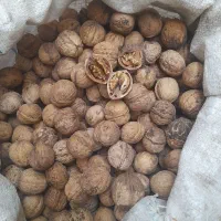 گردو|خوردنی و آشامیدنی|چناران, |دیوار