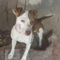 پیتبول نر یکساله