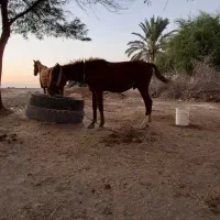 فروش مادیون همراه کره نر یک سال و نیم|اسب و تجهیزات اسبسواری|بهبهان, |دیوار