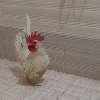 مرغ و خروس جاپنیز ومینیاتوری