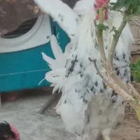 مرغ محلی و غاز|حیوانات مزرعه|مرودشت, شهرک بسیجیان|دیوار