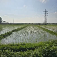 شالیزارمناسب-کاشت-باشرایط-پرداخت-ویژه