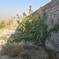 باغ و باغچه زمین.سند اب و برق اباد۲۵۰ متر|فروش خانه و ویلا|شهریار, شهرک وائین|دیوار