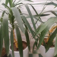 دو عدد گل زیبا به همراه گلدان سرامیکی|گل و گیاه طبیعی|اسفراین, |دیوار