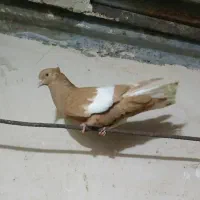 سرک دمسفید