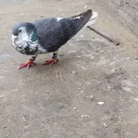 کبوتر ضدوخردی