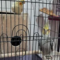 عروس هلندی با قفس