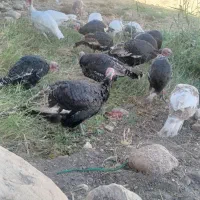 بوقلمون کوردی|حیوانات مزرعه|قصرشیرین, |دیوار