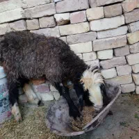 بره شیری ماده|حیوانات مزرعه|دهق, |دیوار