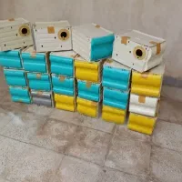 لونه طوطی وپاریس