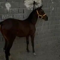 کره اسب نریان ۱۷ماهه|اسب و تجهیزات اسب‌سواری|تهران, خاوران|دیوار