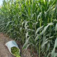 بچه بلال با کیفیت|خوردنی و آشامیدنی|شریف‌آباد, |دیوار