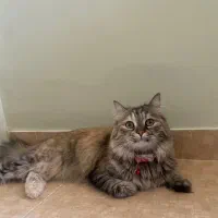 گربه ورشین دو رگه|گربه|ارومیه, |دیوار