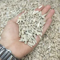 مغز تخمه آفتاب گردان