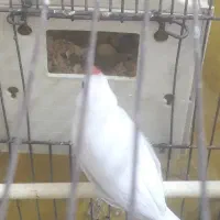 فنچ نرگسی مولد روی تخم معاوضه با قناری