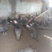 فروش تعدادی بوقلمون تخم گذار