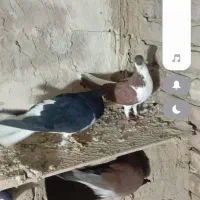 کبوتر|پرنده|بناب, |دیوار