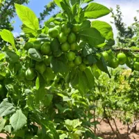 چهاردیواری نقلی نقد و اقساط|فروش دفتر صنعتی، کشاورزی، تجاری|تهران, مسعودیه|دیوار