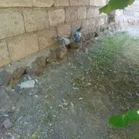 کبوتر