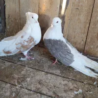 کبوتر دوبالی