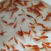 ماهی|ماهی|گرگان, |دیوار