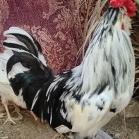 خروس گلین چهل تاج ریشی فول کیفیت درجه ۱