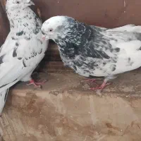 نروماده ترمه ی اصفهانی|پرنده|برخوار, |دیوار