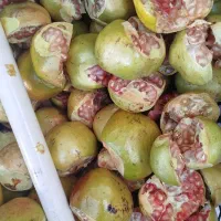 رب انار خانگی|خوردنی و آشامیدنی|شیراز, صاحب الزمان|دیوار