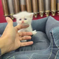 واگذاری گربه بریتیش/پرشین اصیل|گربه|ساری, |دیوار