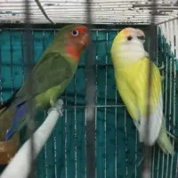 جفت کوتوله