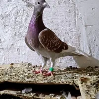 پرنده کبوتر|پرنده|شوشتر, |دیوار