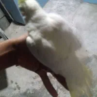 عروس هلندی ماده و نر