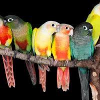 مولد گرینچیگ