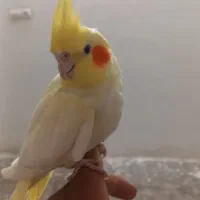 عروس‌هلندی‌ماده‌دستی‌کم‌صحبت