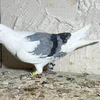 کبوتر پرنده المانی یکت کبود|پرنده|محمدیه-قزوین, |دیوار