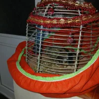 واگذاری سهره جوجه قفس|پرنده|اردبیل, |دیوار